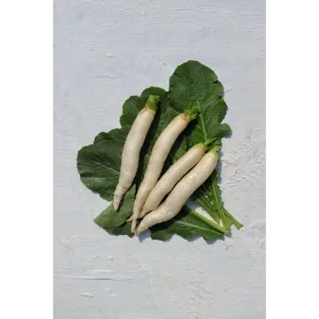 Natural Radish 